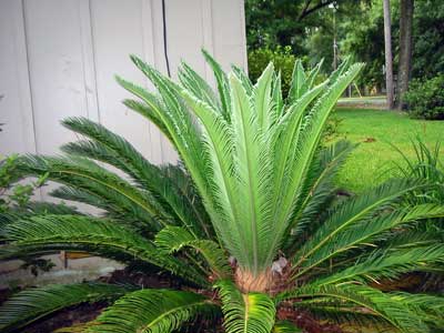 سیکاس رولوتا